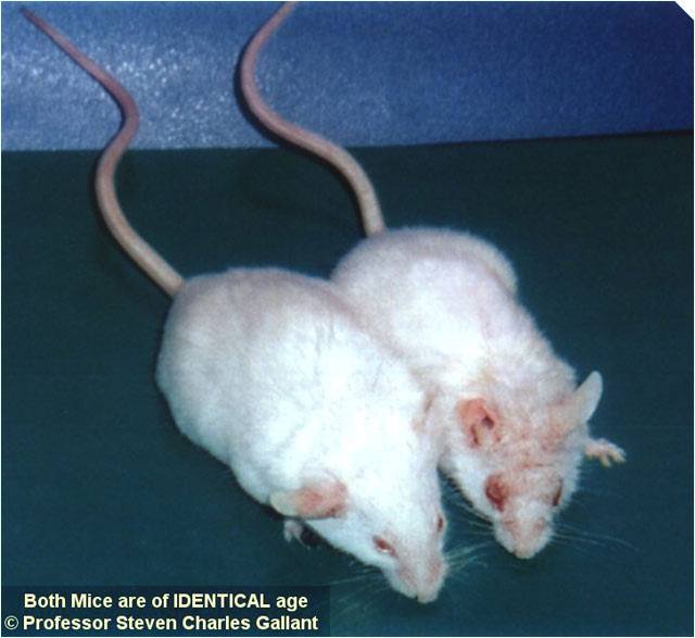Carnosine Mice Study