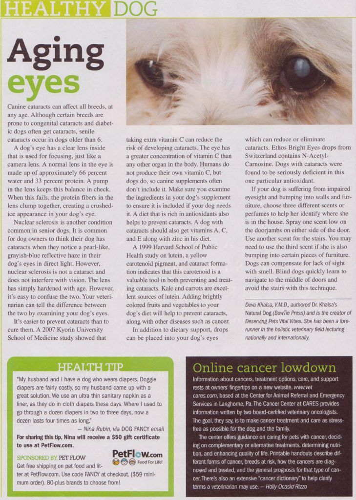 eye drops for dog cataracts healthy dog ethosVision