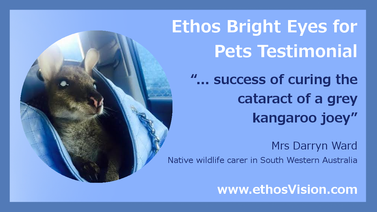 Wallaby Kangaroo Cataracts Eye Drops Treatment -Testimonial