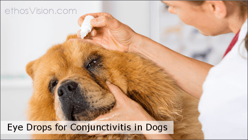 Ethos Bright Eyes – Eye Drops to Treat Conjunctivitis in Dogs