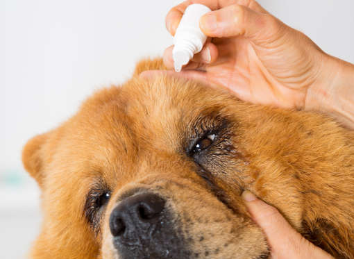 best eye drops for dogs with cataracts