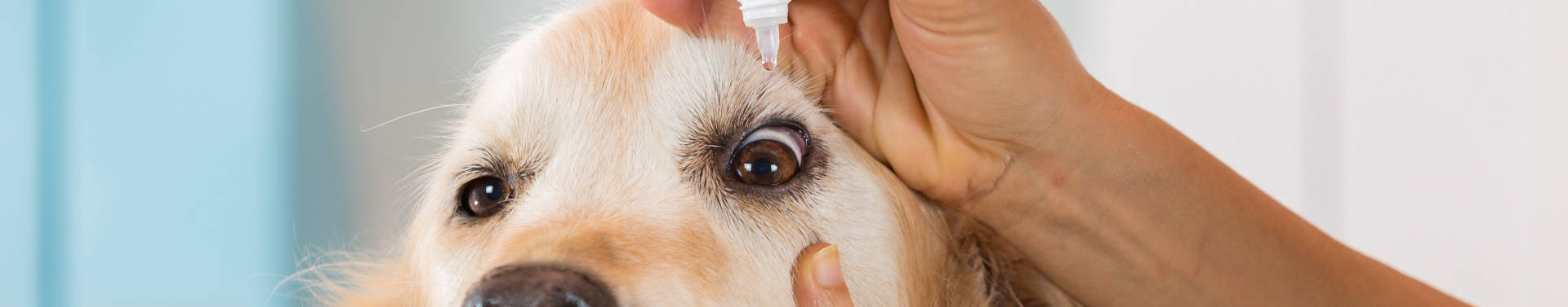 eye drops for dogs with cataracts